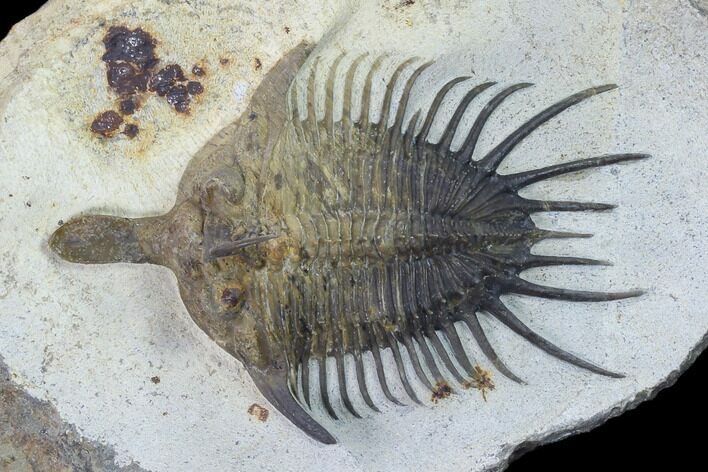 Psychopyge Trilobite With Short (Bitten?) Genal Spines #131288